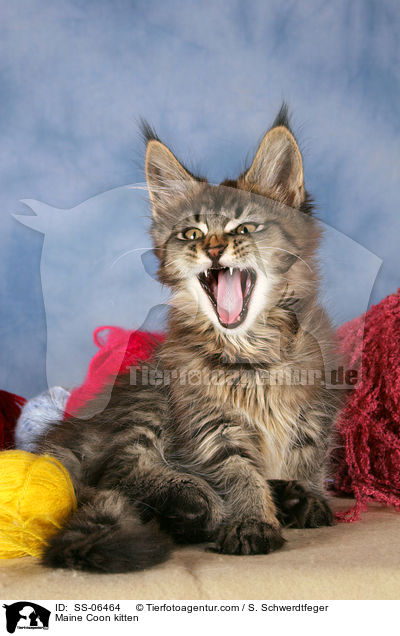 Maine Coon kitten / SS-06464