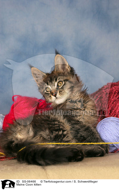 Maine Coon Ktzchen / Maine Coon kitten / SS-06466