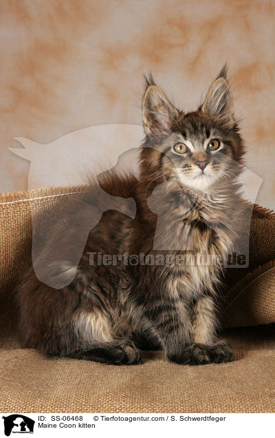 Maine Coon Ktzchen / Maine Coon kitten / SS-06468