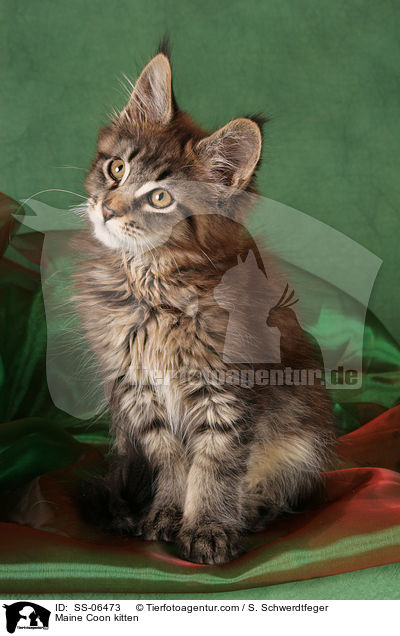 Maine Coon Ktzchen / Maine Coon kitten / SS-06473