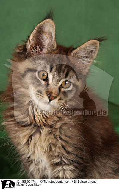 Maine Coon Ktzchen / Maine Coon kitten / SS-06474