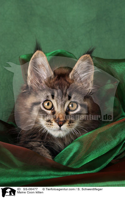 Maine Coon Ktzchen / Maine Coon kitten / SS-06477