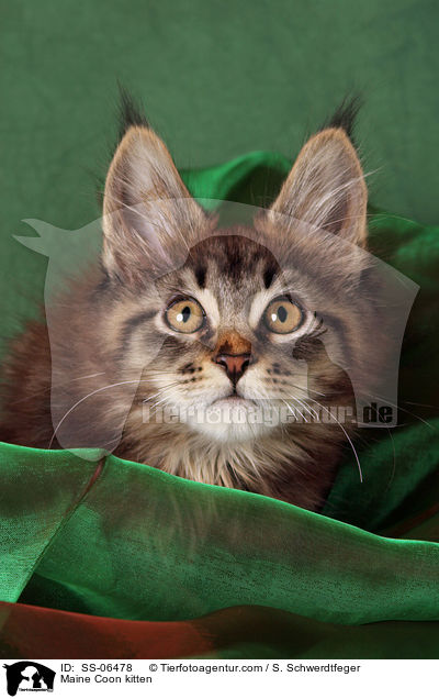 Maine Coon Ktzchen / Maine Coon kitten / SS-06478
