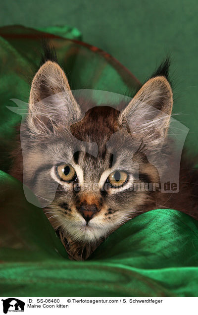 Maine Coon Ktzchen / Maine Coon kitten / SS-06480