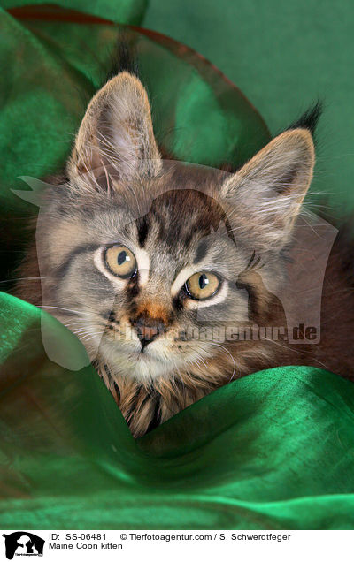 Maine Coon Ktzchen / Maine Coon kitten / SS-06481