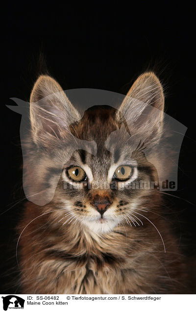 Maine Coon Ktzchen / Maine Coon kitten / SS-06482