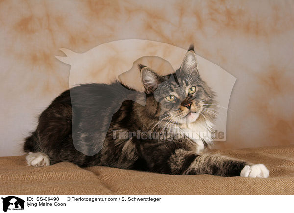 liegende Maine Coon / lying Maine Coon / SS-06490