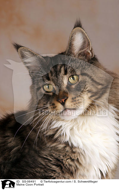 Maine Coon Portrait / Maine Coon Portrait / SS-06491
