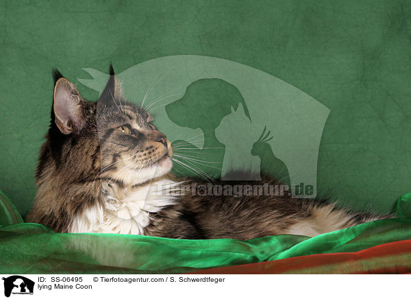 liegende Maine Coon / lying Maine Coon / SS-06495