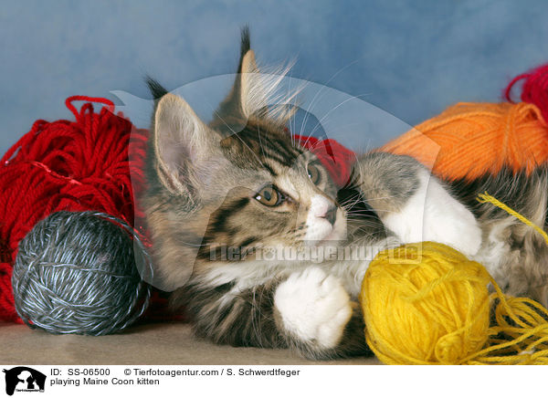 spielendes Maine Coon Ktzchen / playing Maine Coon kitten / SS-06500