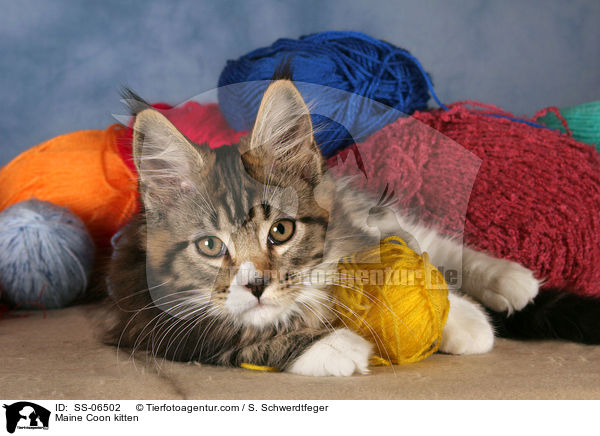 Maine Coon Ktzchen / Maine Coon kitten / SS-06502