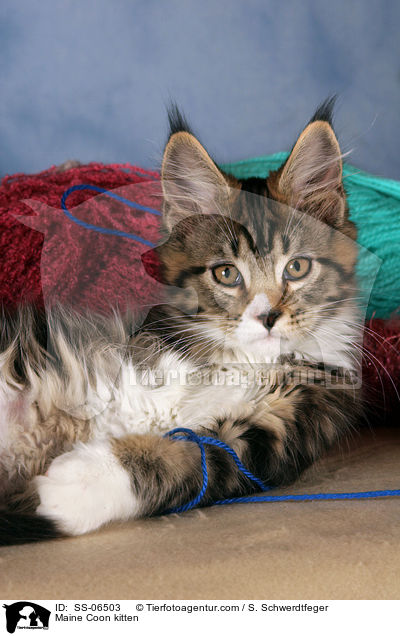 Maine Coon Ktzchen / Maine Coon kitten / SS-06503