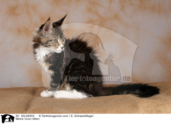 Maine Coon Ktzchen / Maine Coon kitten / SS-06504