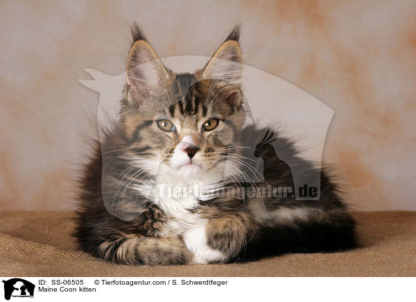 Maine Coon Ktzchen / Maine Coon kitten / SS-06505