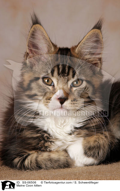 Maine Coon Ktzchen / Maine Coon kitten / SS-06506