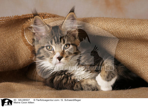 Maine Coon Ktzchen / Maine Coon kitten / SS-06507