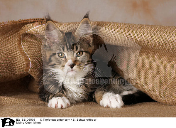 Maine Coon Ktzchen / Maine Coon kitten / SS-06508