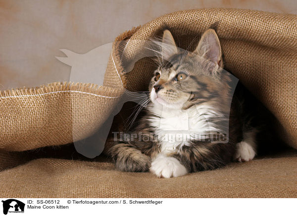 Maine Coon Ktzchen / Maine Coon kitten / SS-06512