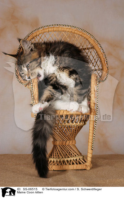 Maine Coon Ktzchen / Maine Coon kitten / SS-06515