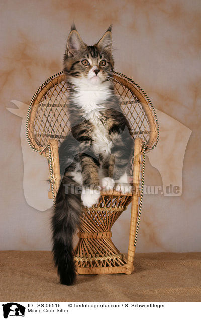 Maine Coon kitten / SS-06516