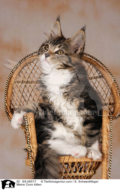Maine Coon Ktzchen / Maine Coon kitten / SS-06517