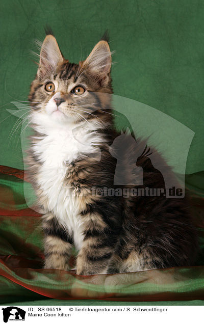 Maine Coon Ktzchen / Maine Coon kitten / SS-06518