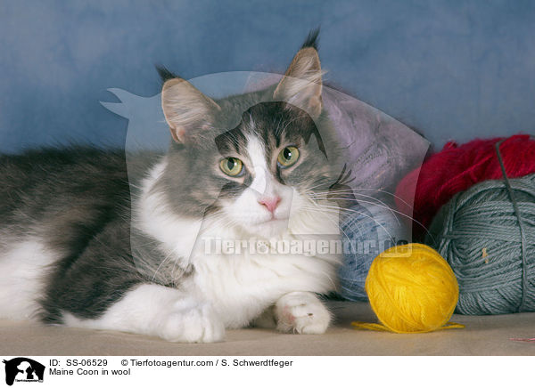 Maine Coon in Wolle / Maine Coon in wool / SS-06529
