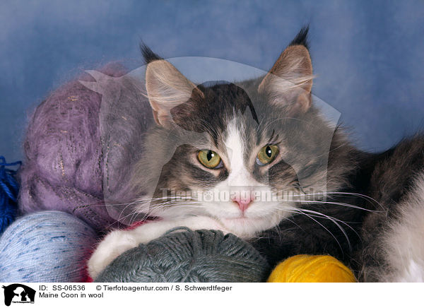 Maine Coon in wool / SS-06536