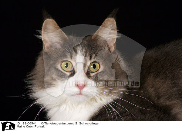 Maine Coon Portrait / Maine Coon Portrait / SS-06541