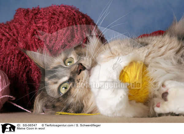 Maine Coon in Wolle / Maine Coon in wool / SS-06547