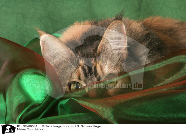 Maine Coon versteckt sich / Maine Coon hides / SS-06561