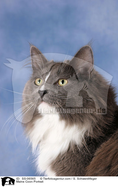 Maine Coon Portrait / SS-06565