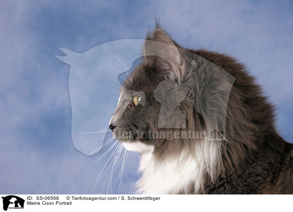 Maine Coon Portrait / Maine Coon Portrait / SS-06568