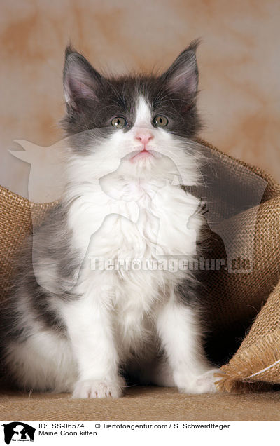 Maine Coon kitten / SS-06574