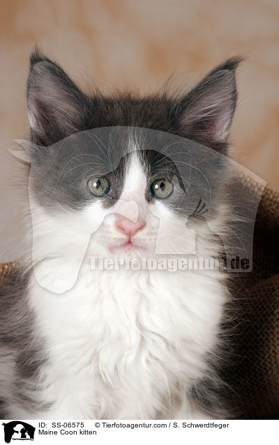 Maine Coon kitten / SS-06575