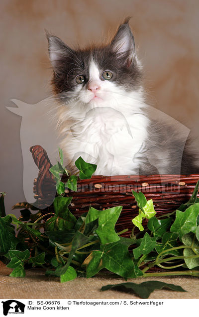 Maine Coon kitten / SS-06576