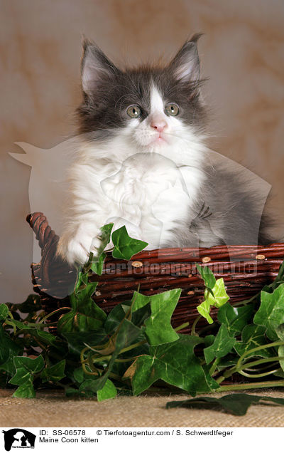 Maine Coon kitten / SS-06578