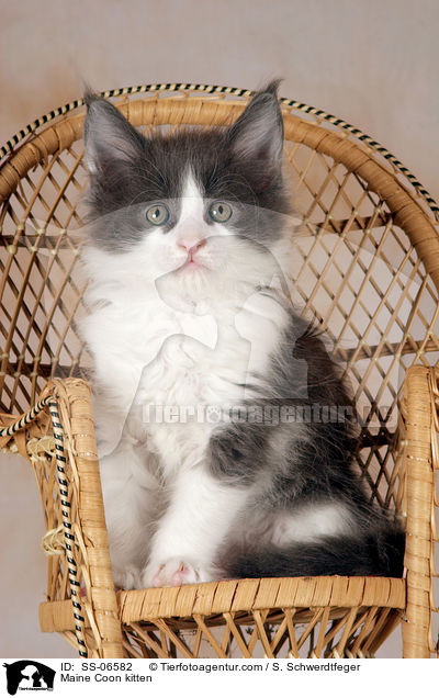 Maine Coon kitten / SS-06582