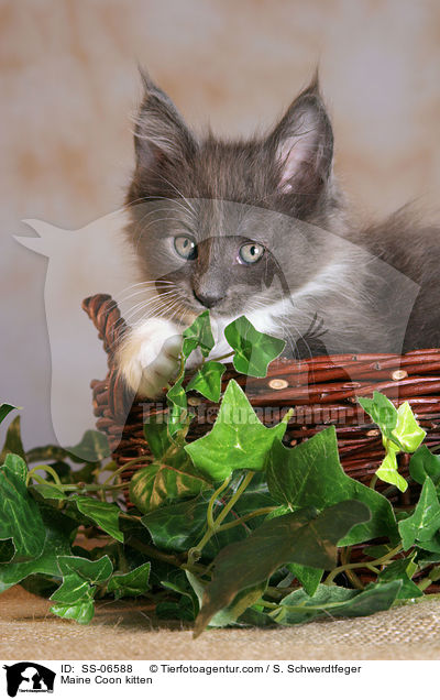 Maine Coon Ktzchen / Maine Coon kitten / SS-06588