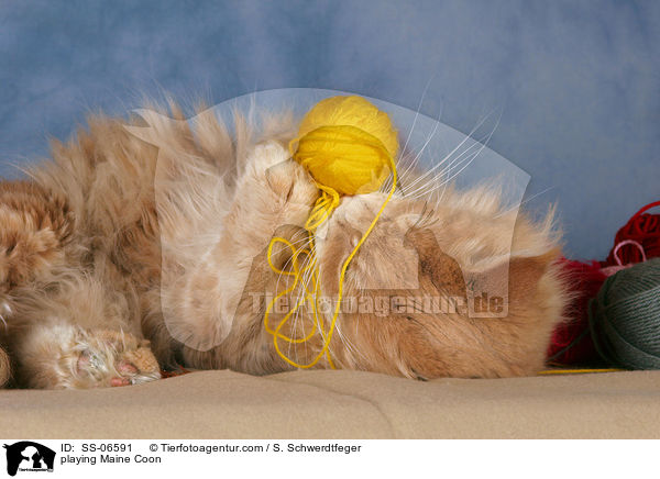 spielende Maine Coon / playing Maine Coon / SS-06591