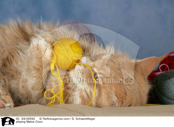 spielende Maine Coon / playing Maine Coon / SS-06592