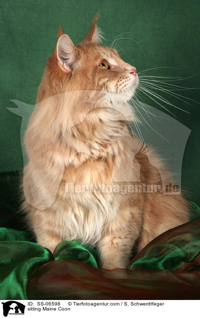 sitzende Maine Coon / sitting Maine Coon / SS-06598