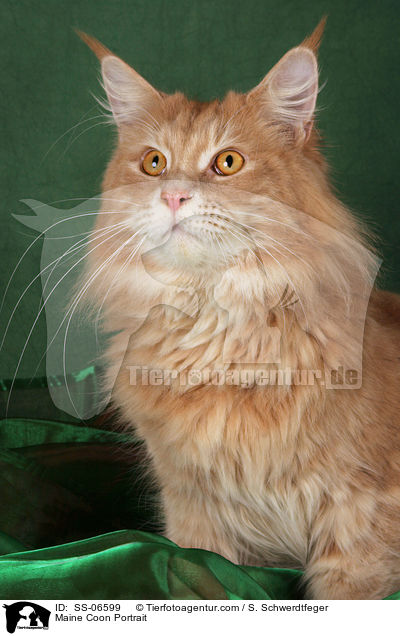 Maine Coon Portrait / Maine Coon Portrait / SS-06599