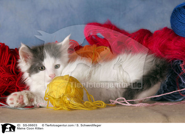 Maine Coon Ktzchen / Maine Coon Kitten / SS-06603