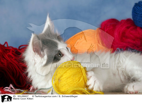 Maine Coon Kitten / SS-06607