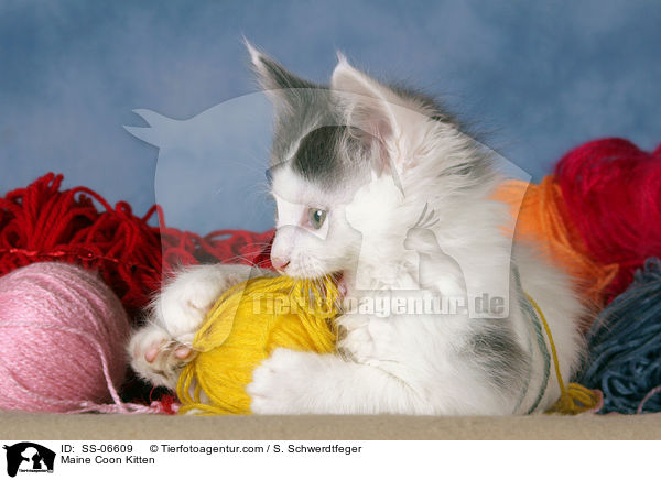 Maine Coon Ktzchen / Maine Coon Kitten / SS-06609