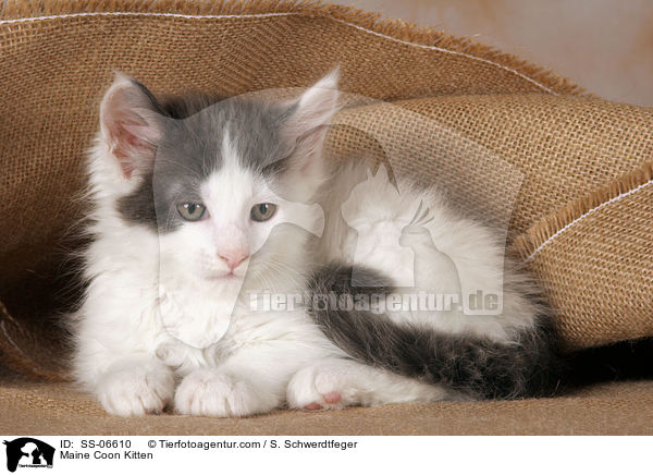Maine Coon Ktzchen / Maine Coon Kitten / SS-06610