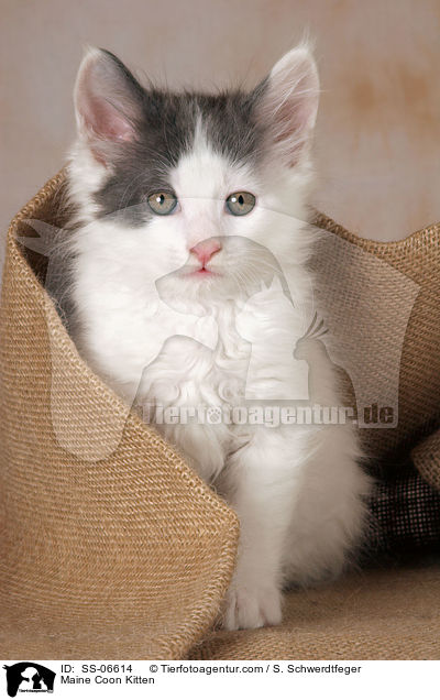 Maine Coon Ktzchen / Maine Coon Kitten / SS-06614