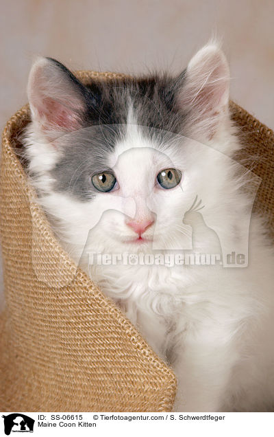 Maine Coon Ktzchen / Maine Coon Kitten / SS-06615