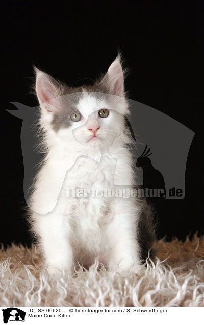 Maine Coon Ktzchen / Maine Coon Kitten / SS-06620